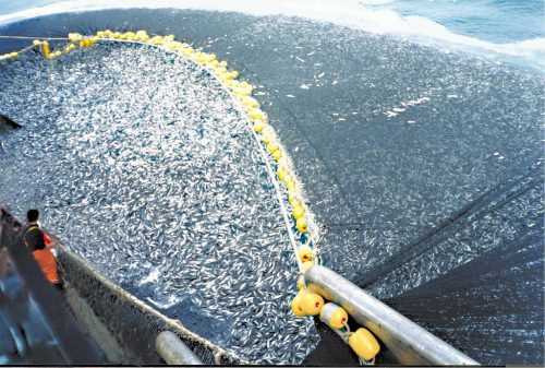 A trawler reeling in a fishing net containig hunderds of thousands of cod fish, an example of overfishing.