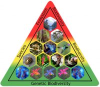 Biodiversity Pyramid with the 3 pillars - Ecosystem Biodiversity, Species Biodiversity, and Genetic Biodiversity - interwoven.