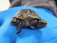 A two-headed diamondback terrapin hatched at the Birdsey Cape Wildlife Center in 2021.