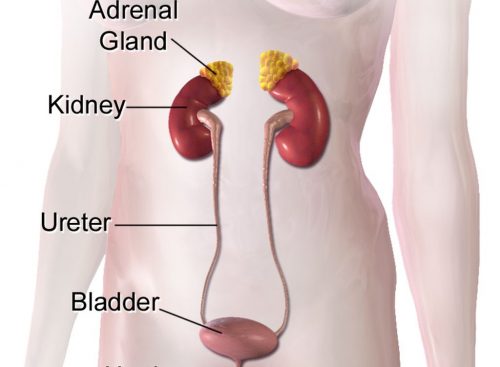 A medical illustration depicting a female's urinary system, including the adrenal glands, kidneys, ureters, and bladder.