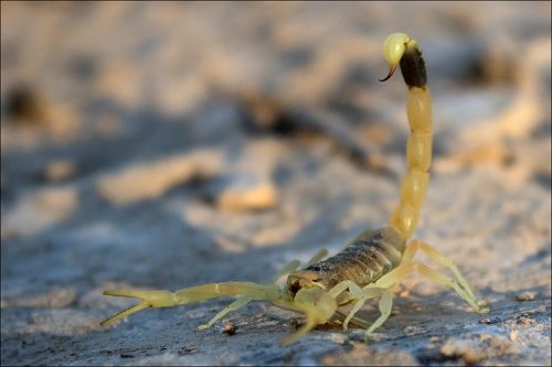 Deathstalker Scorpion (Leiurus quinquestriatus). Photo taken at Negev Desert, Israel.