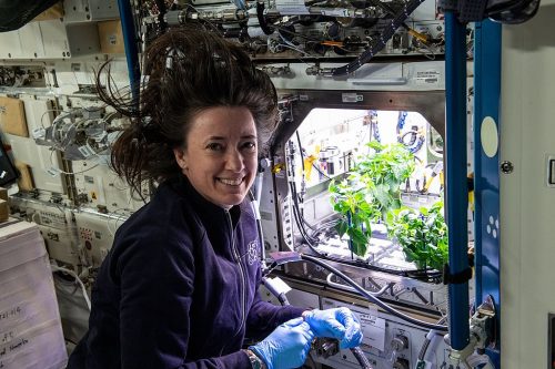 NASA astronaut and Expedition 65 Flight Engineer Megan McArthur cleans up debris in the International Space Station’s Plant Habitat, which is growing Hatch Green chiles for the Plant Habitat-04 space crop experiment.