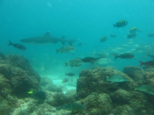 Underwater scene in Galápagos, with many different kinds of fish, and a white-tipped shark swimming in the background.