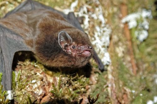 A closeup of New Zealand's long-tailed bat, also known as the pekapeka-tou-roa. Its right wing has been banded.