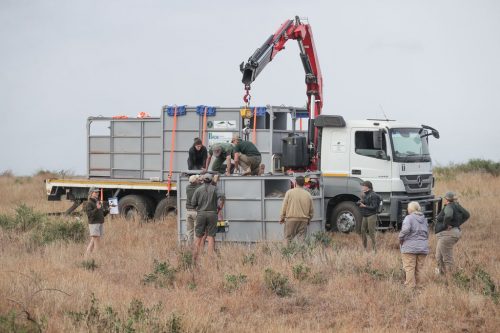 Loading rhino into a crate that will be lifted onto a truck, Phinda, SA.