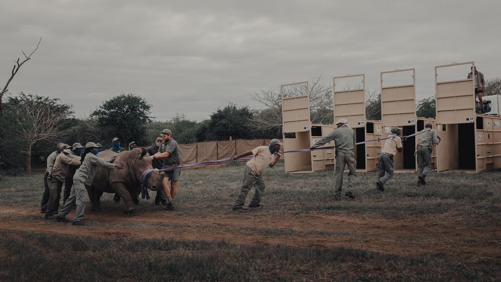 Tranquilized rhino gently guided to crates, Phinda.