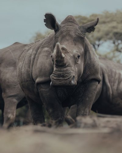 White rhino in Phinda Private Game Reserve.