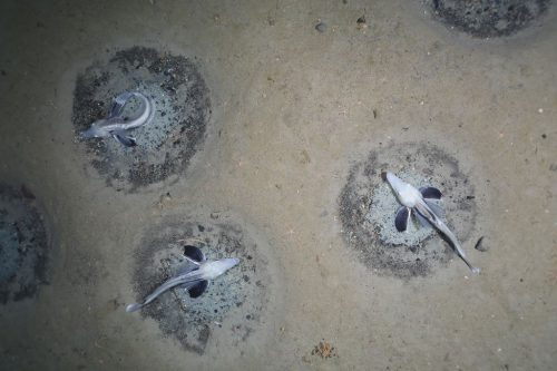 Three icefish guard nests at the bottom of the southern Antarctic Weddell Sea.