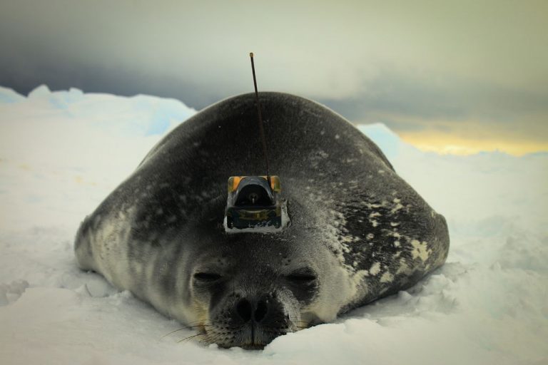 Huge Area of Icefish Nests Found In Antarctica