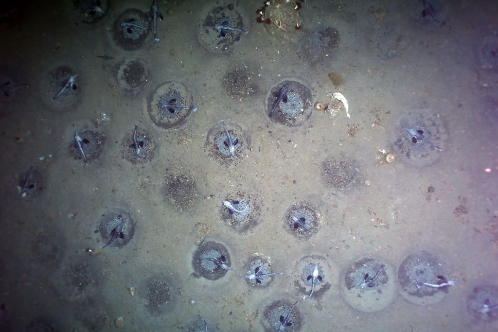 Twenty or more icefish guard nests at the bottom of the southern Antarctic Weddell Sea.