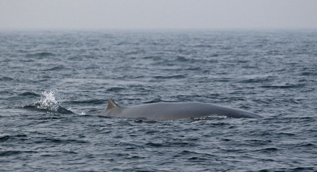 Bryde's Whale photographed in the new St. Martin's Island MPA.