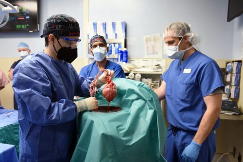 Medical team with pig heart, shown before the heart is transplanted into a human.