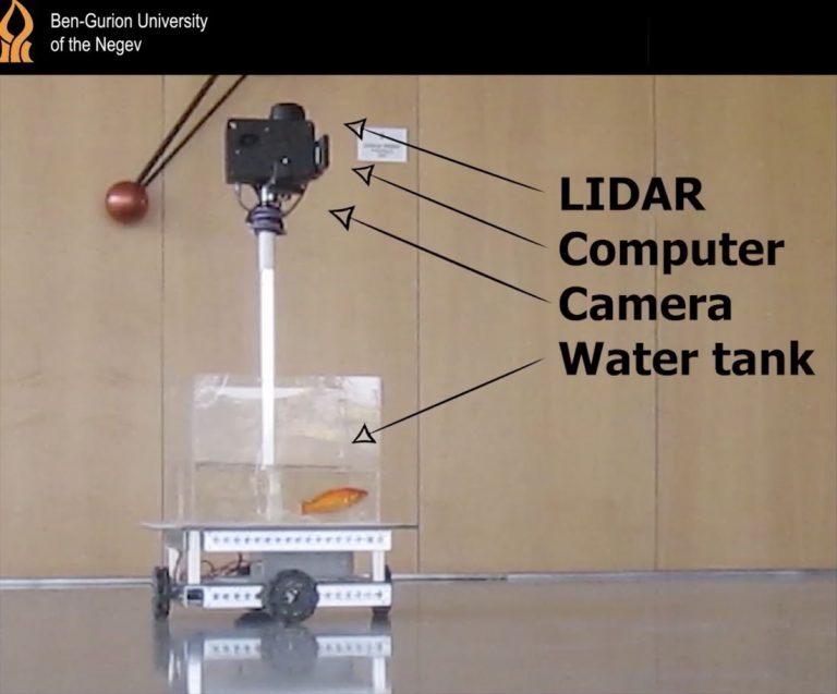 Scientists Teach Goldfish To Drive A Car On Land