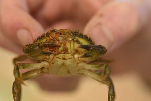 European shore crab, Carcinus maenas, found living on a ship that visited Antarctica and the Arctic.