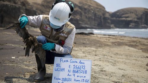 A worker documents a bird killed by the oil spill in Peru, January 20, 2022.