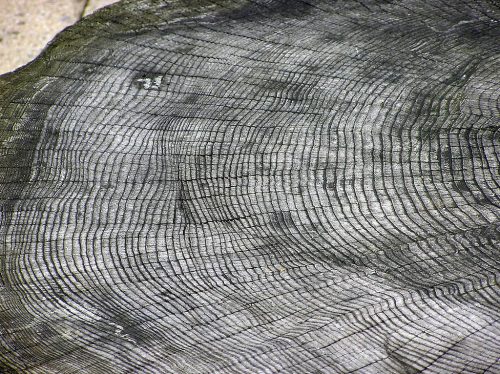 The growth rings of an unknown tree species