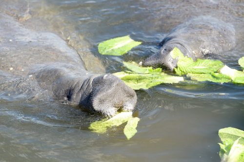 The snouts of two manatees can be seen snuffling at lettuce floating on the water's surface.