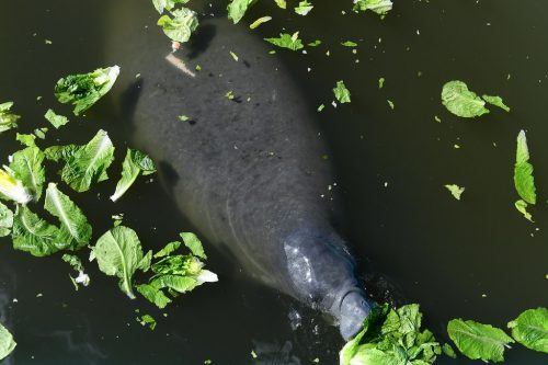 A manatee can be seen snuffling at lettuce floating on the water's surface.