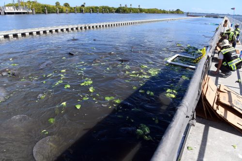 The feeding station on Indian River Lagoon. People in reflective vests throw lettuce into the water. Lettuce leaves float on the surface and the outlines of many manatee bodies can be seen.