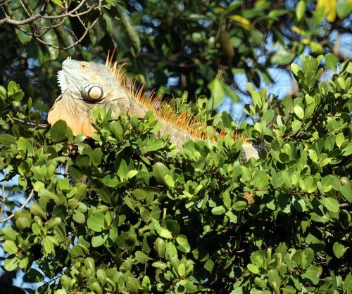 Iguana in tree in Fort Lauderdale, Florida in 2009.