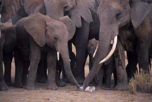 African elephants examine a bone from a fellow elephant.