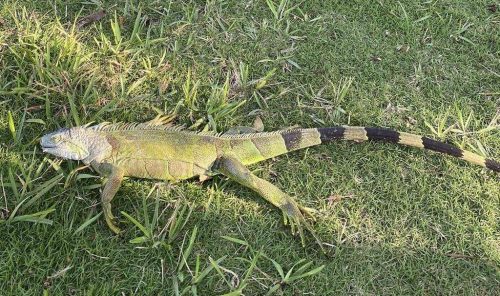 Cold-stunned iguana on the ground in South Florida, January 30, 2022.