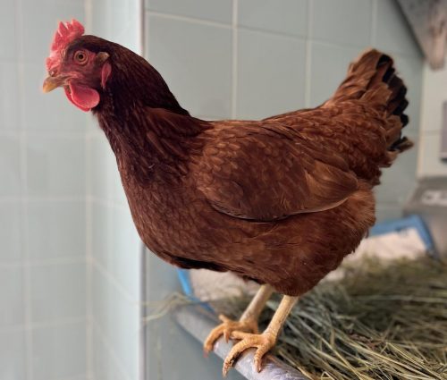 Henny Penny, the 'Pentagon Chicken' at the AWLA facility.