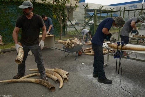 Dr. Wasser (left) and his team sort tusks from a seizure in Singapore in 2015 and use saws to cut away ivory samples for subsequent DNA extraction and genetic analysis.￼