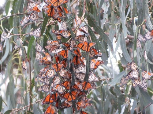 Picture of this season's western monarch butterflies clustering in Pismo State Beach Monarch Butterfly Grove.