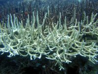 Bleached staghorn coral in the Great Barrier Reef in 2009.