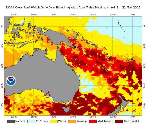 A NOAA map highlighting coral bleaching alerts around Australia. Much of the Great Barrier Reef is colored red from Alert Level 2, the highest level.