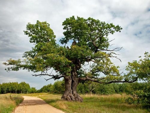 Poland's winning Tree of the Year, Oak Dunin