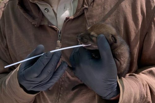 A FWS worker takes a DNA sample of a young red wolf pup born in the wild.