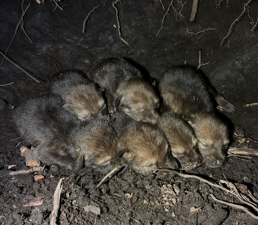 A litter of young red wolf pups born in the wild.