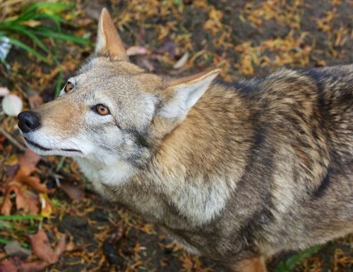 An adult red wolf.