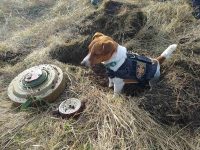 Patron, dog mascot of the State Emergency Service of Ukraine in Chernihiv Oblast. He is two years old and loves cheese.