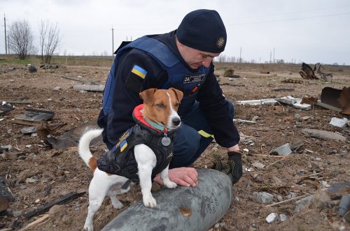Shestovytsia village in Chernihiv Oblast of Ukraine after battle during the 2022 Russian invasion. Military engineers of the State Emergency Service of Ukraine, and Patron the dog clear the territory from ammunition that did not explode. Disposal of an air-dropped bomb.