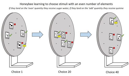 A graphic showing the process of training bees to recognize even numbers. The image shows a succession of displays with cards showing different numbers of shapes. Cards with even numbers of shapes are checked. Those with odd numbers have X's.