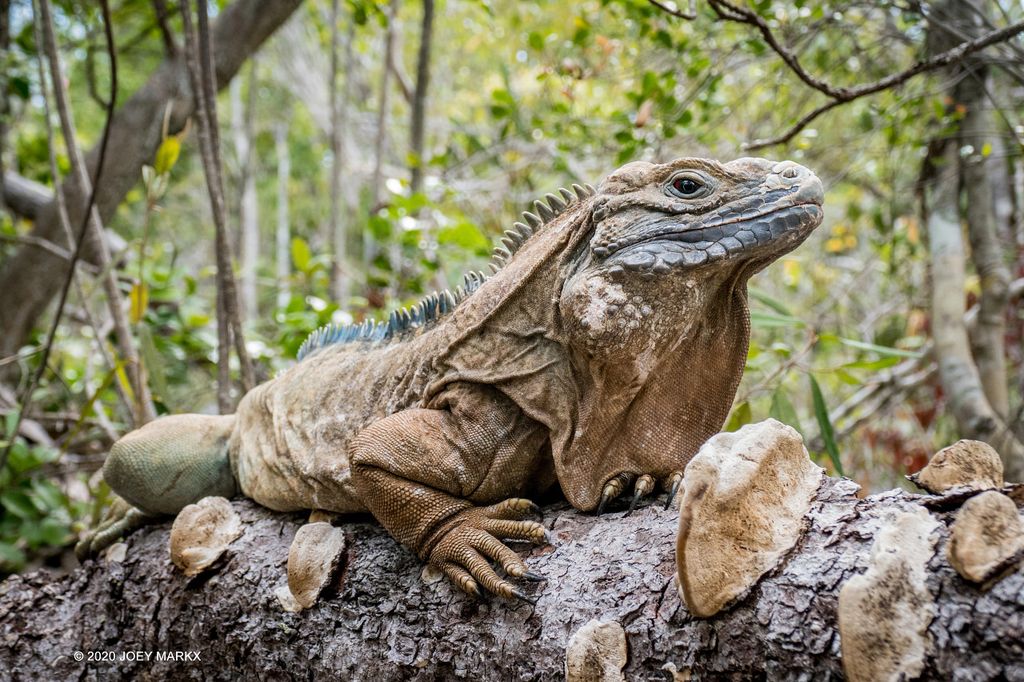 CRITICALLY ENDANGERED A male Jamaican Iguana (Cyclura collei) in his home in the Hellshire Hills on the southern coast of Jamaica. This male has recent scarring on his cheek which demonstrates fighting over females and territory, something that was not likely 20 years ago when less than 50 iguanas were estimated to be living in the wild.