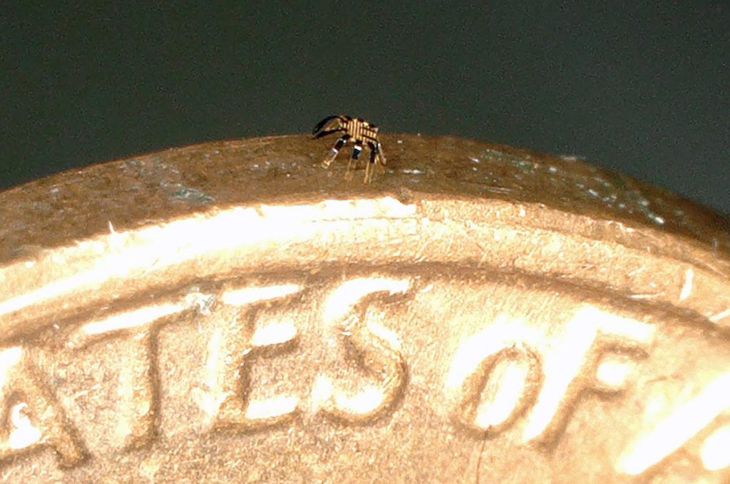 A tiny crab-shaped robot is visible on the side of a penny in this highly-magnified image.