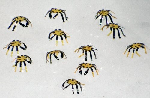 A collection of 12 tiny crab-shaped robots.