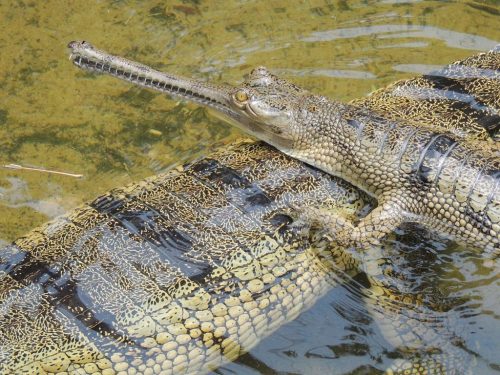 CRITICALLY ENDANGERED A photograph of a Gharial or Fish-eating Crocodile (Gavialis gangeticus), which is a critically endangered species. The photograph was taken in India.