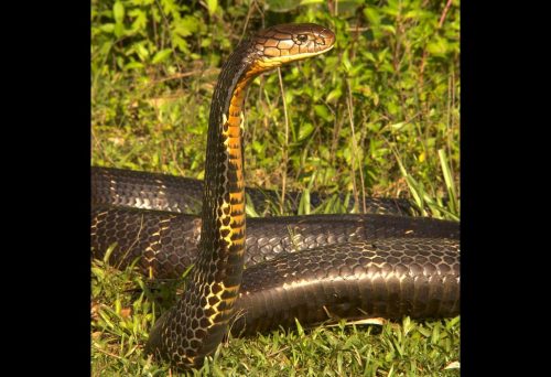 VULNERABLE A slightly zoomed in photograph of a King Cobra (Ophiophagus hannah) rearing its head. The photograph was taken in India.