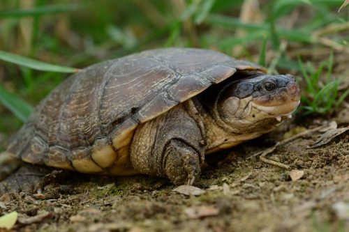 A photograph of an Arabian Helmeted Turtle (Pelomedusa barbata). The endangered species is endemic to Arabia, including southwestern Saudi Arabia and Yemen.