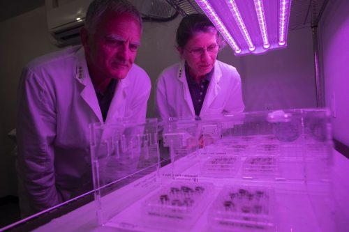 Rob Ferl, left, and Anna-Lisa Paul looking at the plates filled part with lunar soil and part with control soils, now under LED growing lights. At the time, the scientists did not know if the seeds would even germinate in lunar soil.