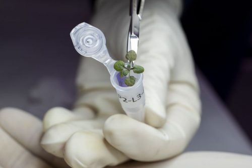 Placing a plant grown during the experiment in a vial for eventual genetic analysis.