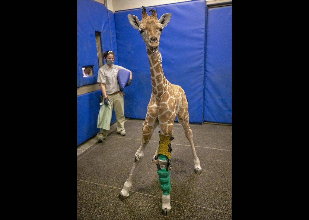 Leg Braces Help Young Giraffe Stand Tall