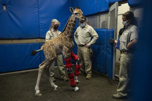 Msituni, walks with modified human leg braces. She's in a room covered with blue protective pads and three medical team members observe her.