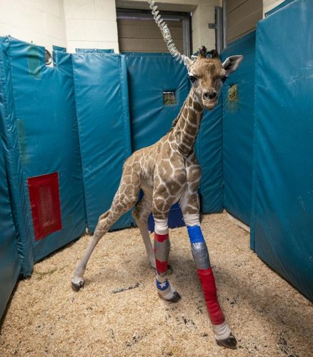 Leg Braces Help Young Giraffe Stand Tall