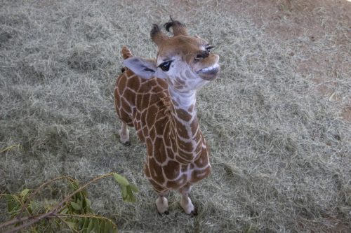 Msituni, looking up at the camera, standing with no leg braces.